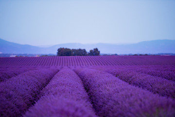 Obraz na płótnie Canvas lavender field france