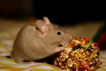 A small, brown pet mouse chews on a treat