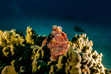 Octopus king of camouflage in the Red Sea, eilat israel 