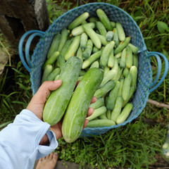 farmer hands hold cucumbers just harvest
