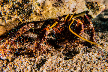 Bristled Hermit Crab in the Red Sea Colorful and beautiful, Eilat Israel