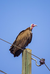 Vulture sitting ontop of the electric line post in Ethiopia, February 2019