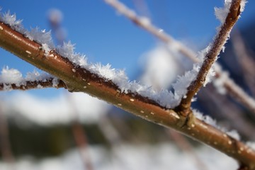 frosty twig