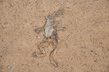 Flattened roadkill frog on a dirt gravel road.  The shape of animal easily viewed but appearance is monochromatic