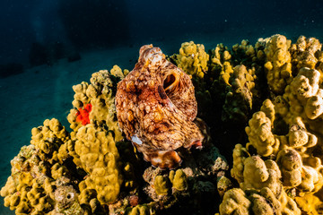 Octopus king of camouflage in the Red Sea, eilat israel 