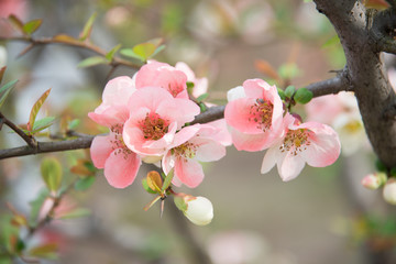 Obraz premium Spring Flowers
