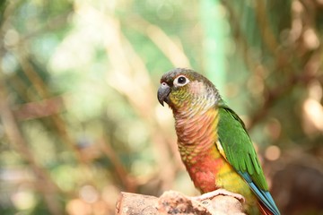Closeup of a green cheeked parakeet