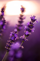 Close up Bushes of lavender purple aromatic flowers