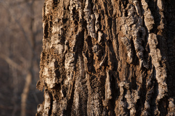 close-up texture of tree bark - 257802109
