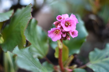 Bergenie (Bergenia) - rosa Blüten