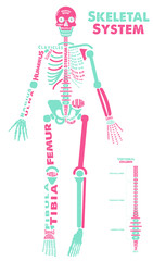 Obraz premium Skeletal System Poster. Didactic Board of Anatomy of Human Bony System. Vector Illustration.