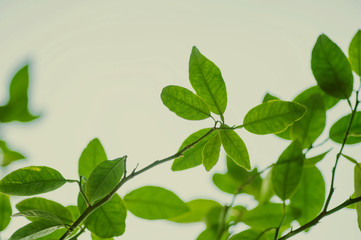 branches of green fresh mandarin - 257802304