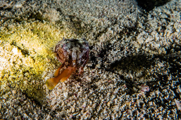 Coral reefs and water plants in the Red Sea, Eilat Israel