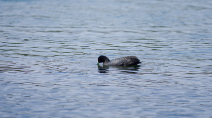 Wild birds enjoy  lake side water near Lake Baboyaga in Ethiopia, February 2019