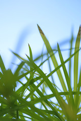 Cyperus background, thik green leaves background, - 257802319