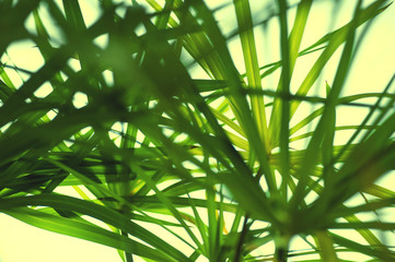 Cyperus background, thik green leaves background, - 257802334