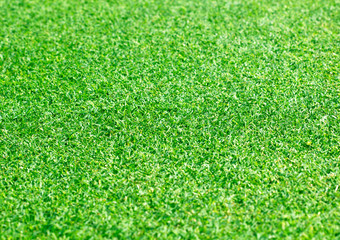 Fototapeta premium Green lawn