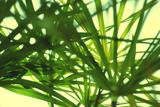 Cyperus background, thik green leaves background,