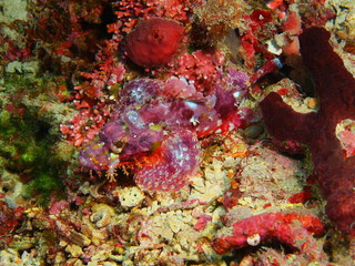 The amazing and mysterious underwater world of Indonesia, North Sulawesi, Bunaken Island, scorpionfish