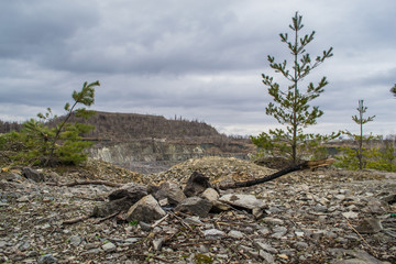 PIne tree in the Opencast Mining Quarry.