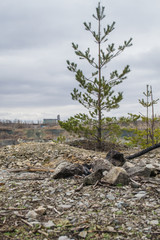 PIne tree in the Opencast Mining Quarry.