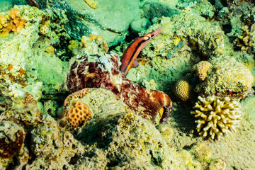 Coral reefs and water plants in the Red Sea, Eilat Israel