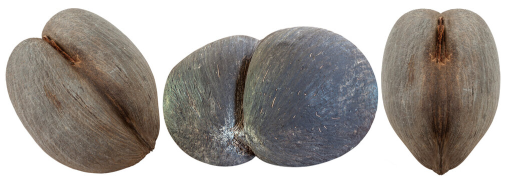 Coco-fesse