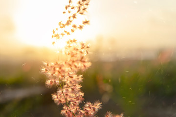 flower grass with sunset background.