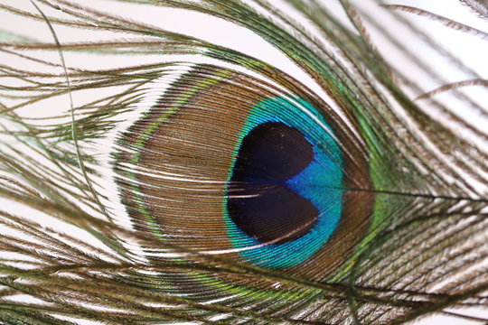 peacock feather macro background.peacock feather  on white background.Closeup of the colorful patterns of a peacock feather.colorful desktop image.