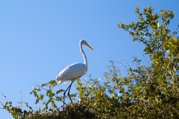 garza