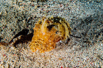 Crab in the Red Sea Colorful and beautiful, Eilat Israel
