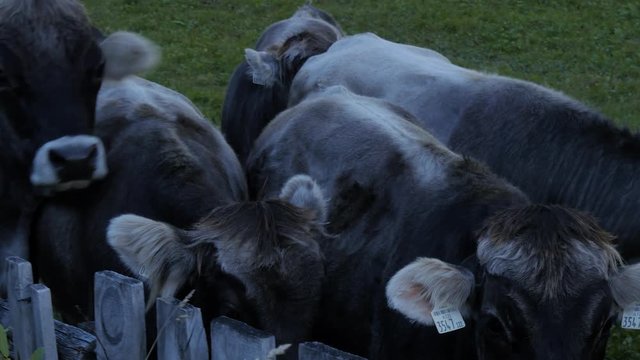 Group Of Simmental Breen Standing Together