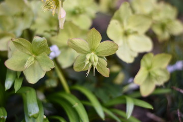 verblühte Christrose (Helleborus niger)