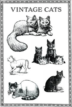 set of vintage engraving cats