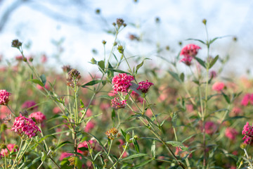 red flowers in garden