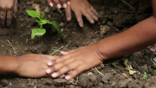 Scene slow motion video of group hand childs planting a new tree