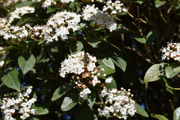 Lorbeerblättriger Schneeball - Blüten und Knospen mit Insekt