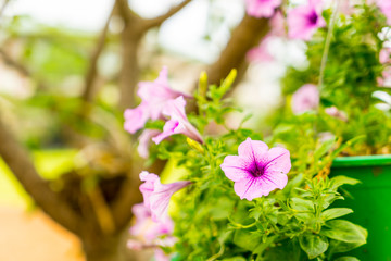 purple petunia flowers in the garden outdoor