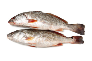Fresh fish on white background