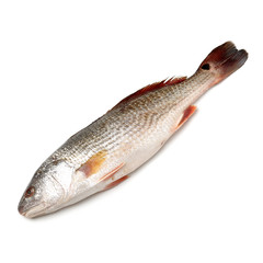 Fresh fish on white background