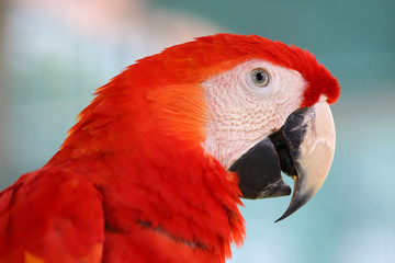 Closeup side view of head, Red and blue macaw parrot bird
