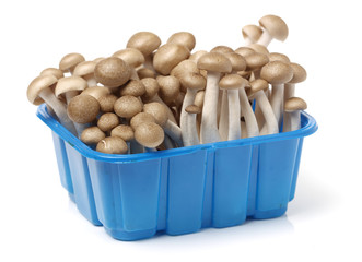 brown beech mushroom on white background 