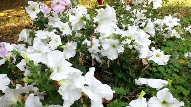 Beauty of White Flowers