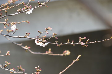 The plum-blossoms are opening by twos and threes―peeping out here and there.