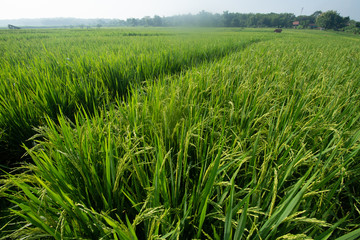 paddy at field ready to harvest