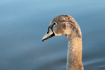 Cygnet portrait