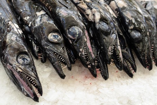 Black scabbardfish at Funchal market, Madeira