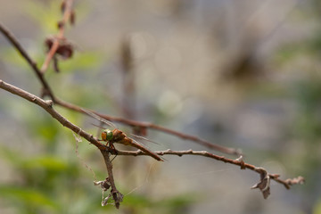 Dragonfly on a branch