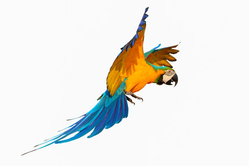 Colorful flying parrot isolated on white background.