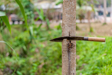  Cut trees with knives.